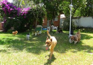 Hotel para cachorros Porto Alegre