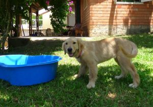Hotel para cachorros Porto Alegre
