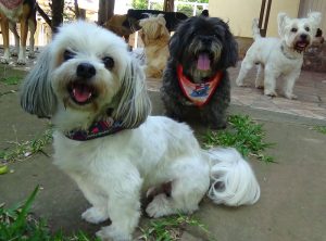 Hotel para cachorros Porto Alegre