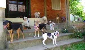 Hotel para cachorros Porto Alegre